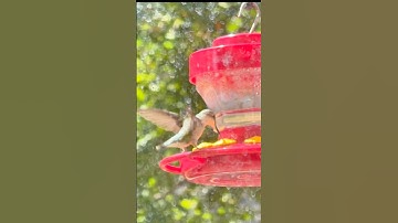 ⸻🕊️ Hummingbird Migration + Sweet Science! 🍯Kids Show Kids!
