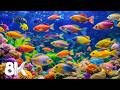 Aquarium 8K VIDEO ULTRA HD - Colorful Fish Swimming in Beautiful Coral Reef Paradise #17
