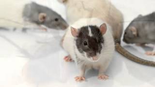 Advanced Pest Control   Cullman   AL