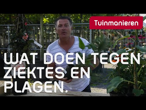 Video: Ureum (ureum): Wat Is Deze Meststof? Behandeling Van De Tuin Met Ureum In De Herfst En Lente, Sproeien Van Bomen. Gebruiksaanwijzing Tegen Plagen En Ziekten