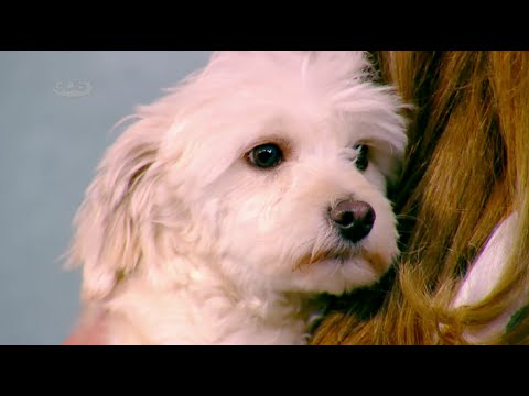 ცხოველი როგორც ოჯახის წევრი