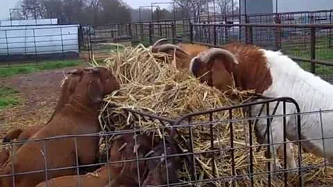 Raising Boer Bucks that are gentle and easy to han...