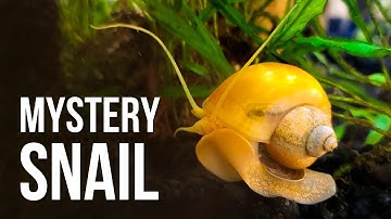 7 Reasons Why I Like Mystery Snails (and 3 Reasons Why I Don