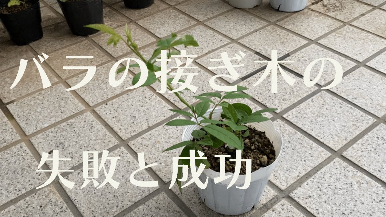 バラの接ぎ木】つるアイスバーグとガブリエル｜成功と失敗の訳と失敗の