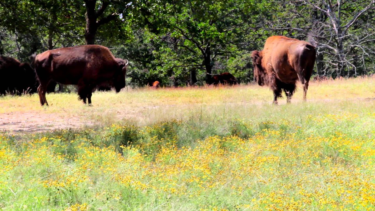 Buffalo Preserve