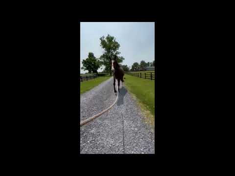 Baby Horse Bootcamp with Pancho