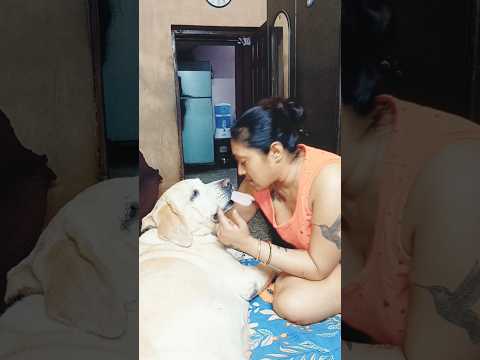 Coco gives medicine to Mum 🤣🤣🤣🤣. #cocomelon #lovecoco #funnydog #funnylabrador #comedy #pets #dogesh