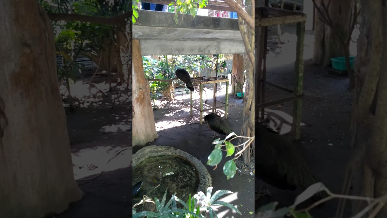 Burung Merak Betina Youtube