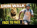 What Actually Happens When You Walk With Lions in Zambia (Mukuni Big Five Experience)
