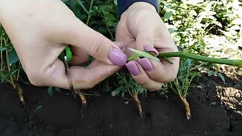 Процесс рождения розы за 8 минут! Birth of a rose in 8 minutes!