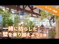 過去に枯らしてしまった植物を、もう一度挑戦してくれる人募集しています【観葉植物】