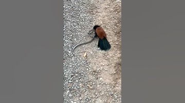 bìm bịp bắt rắn cạp nia #карелия #природа #рысь chim ăn rắn#tamilnaduaseel #snake