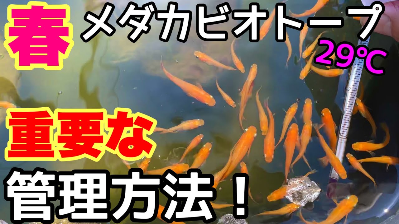 1番簡単なメダカの増やし方 針子 稚魚を超簡単に育てる方法 Psb Gw メチレン 水替え必要なし メダカ睡蓮ビオトープ Youtube