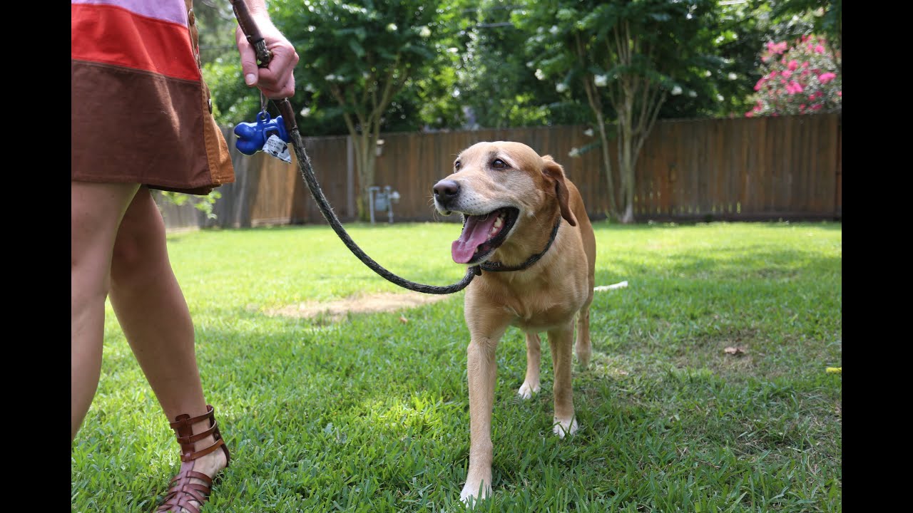 Episode 1: How to take care of your pet 