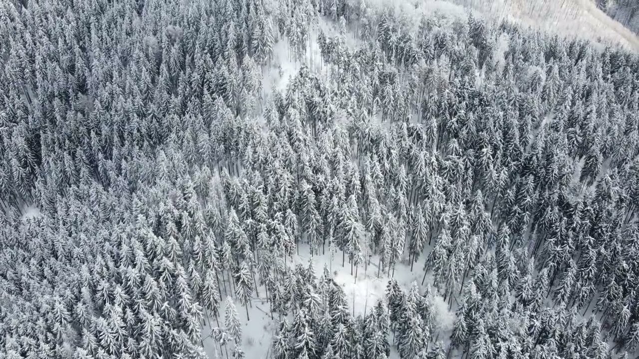 Padure ninsa iarna. Zapada peste paduri si munti