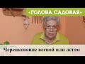 Голова садовая - Черенкование весной или летом