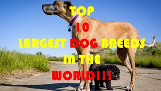 TOP 10 LARGEST DOG BREEDS IN THE WORLD !!