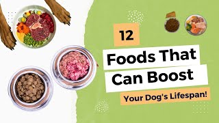 Feed Your Dog Like a Pro: Top Tips for a Longer, Healthier Life! | Shocking Truth About Dog Food! by All For Love 694 views 7 months ago 3 minutes, 24 seconds