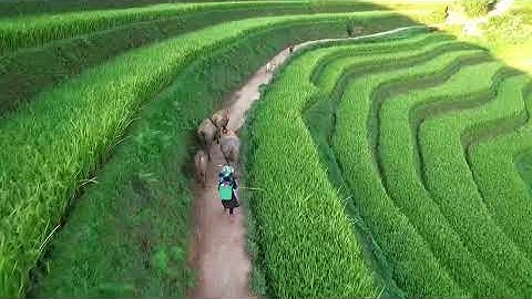 Mù Cang Chải from Above | Discover Vietnam’s Golden Terraced Paradise 🌾