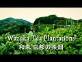 Drone flight around japanese tea plantations  wazuka kyoto  4k