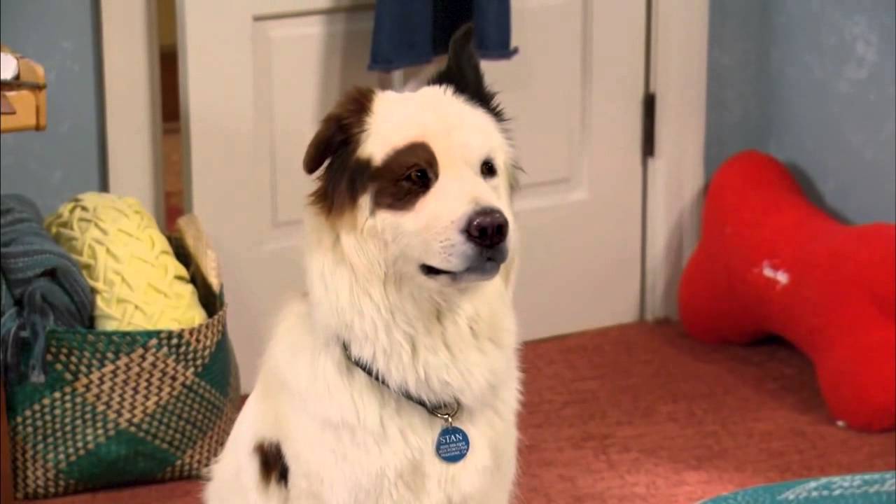 Dog With A Blog Whiskers The Cat YouTube