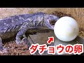 オオトカゲにダチョウの卵を与えてみた結果・・・！