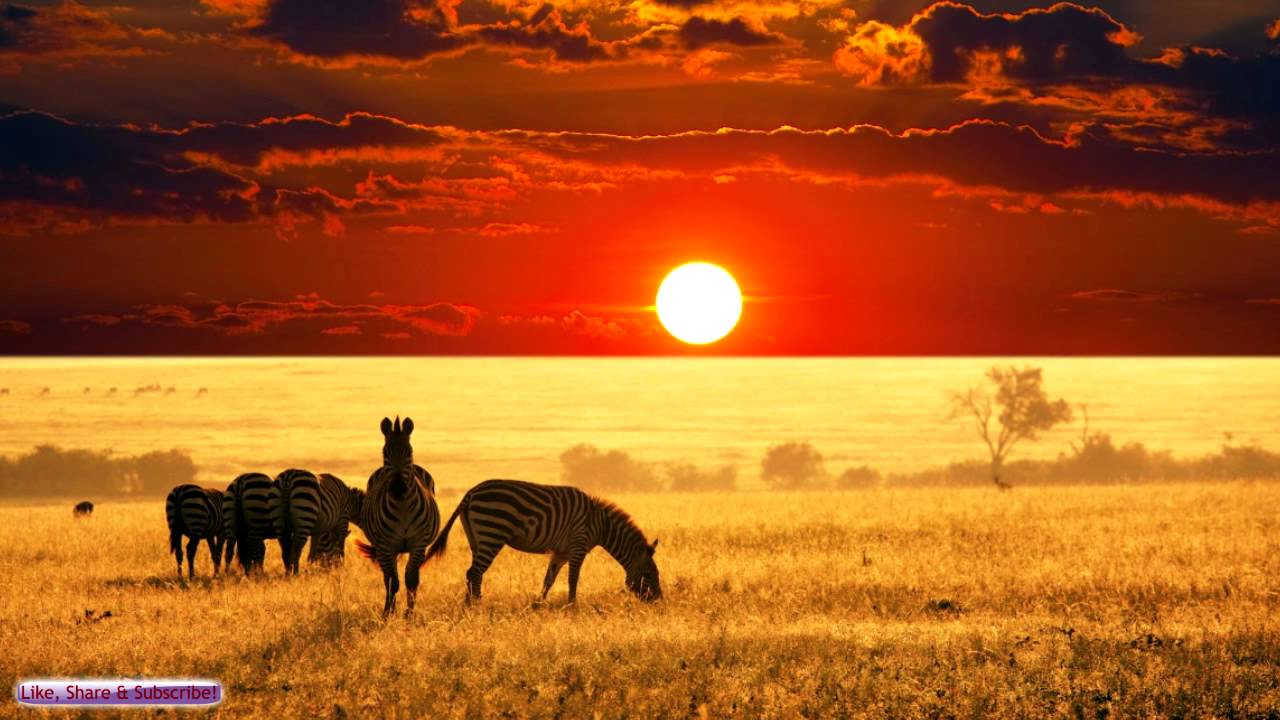 ⁣African Music | African Savannah | Relax, Study & Ambience