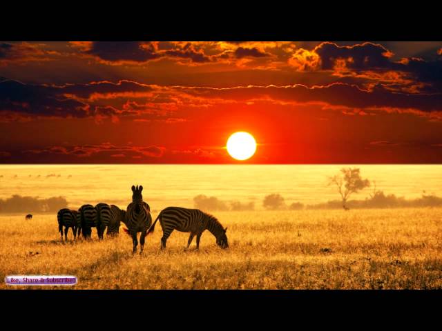 African Music | African Savannah | Relax, Study & Ambience class=