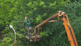 What Time of Year Is Best for Tree Service?