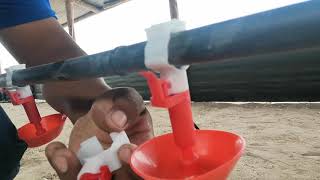 Bebederos Niple Con Copa Agua Perenne- Agroavicola Yauyos