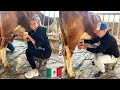 🇲🇽RUSOS ORDEÑANDO VACAS por PRIMERA VEZ en UN RANCHO MEXICANO | Un dia en rancho de México Jalisco