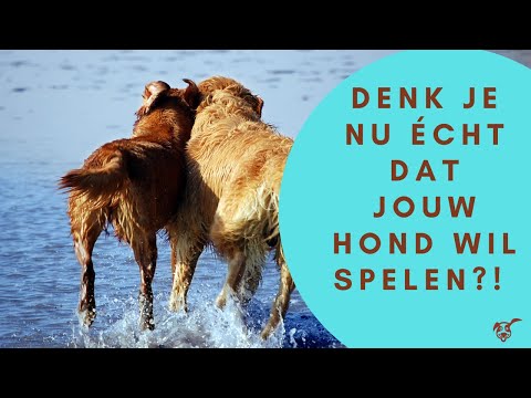 Video: Hond Luistert Alleen Als Er Iets Lekkers Is - Puur Puppy