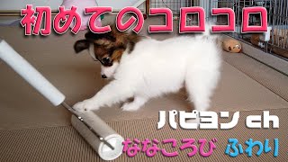 【おもしろ動画】#10 生後2ヶ月の無敵期パピヨン 初めてのコロコロに逃げ出す【パピヨンch】