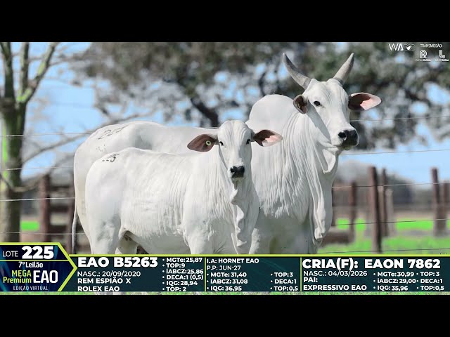 LOTE 225