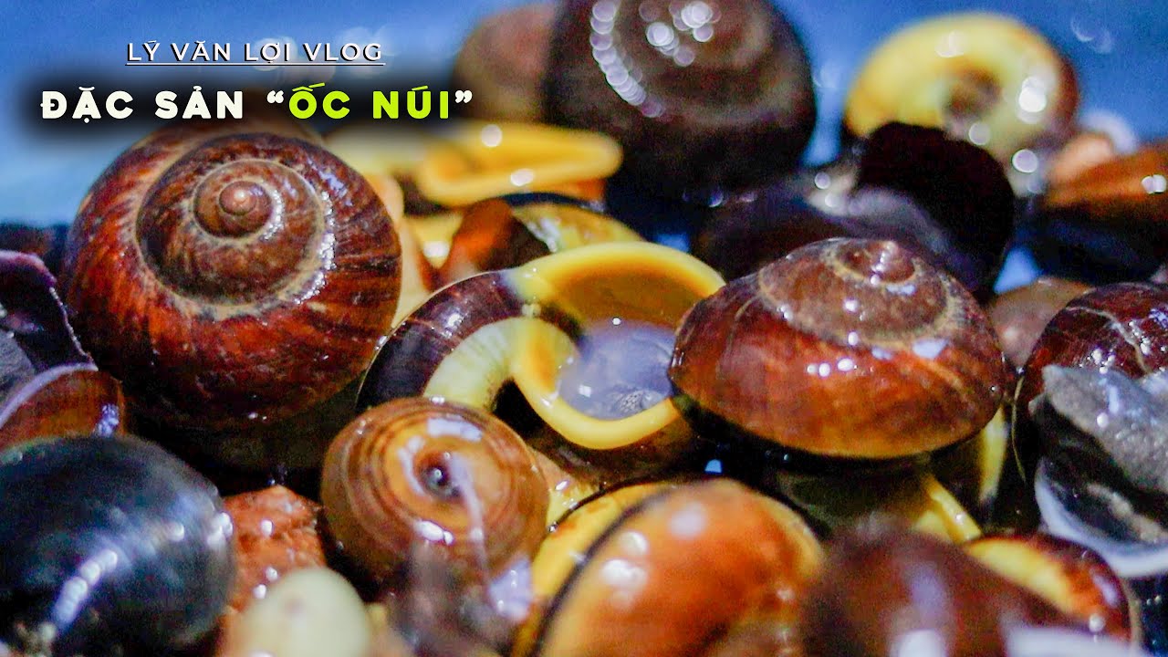 Đi Nhặt Đặc Sản Rừng “Ốc Núi” Về Làm Món Ngon | Lý Văn Lợi Vlog - YouTube