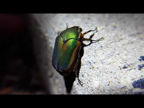 Cotinis nitida the green June beetle