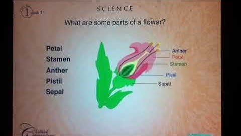 Classical Conversations, cycle 1, week 11, Science