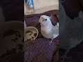 Private dining with Lister #cockatiel #lifeisbutadream #birds #parrot #partyparrot #partyanimal