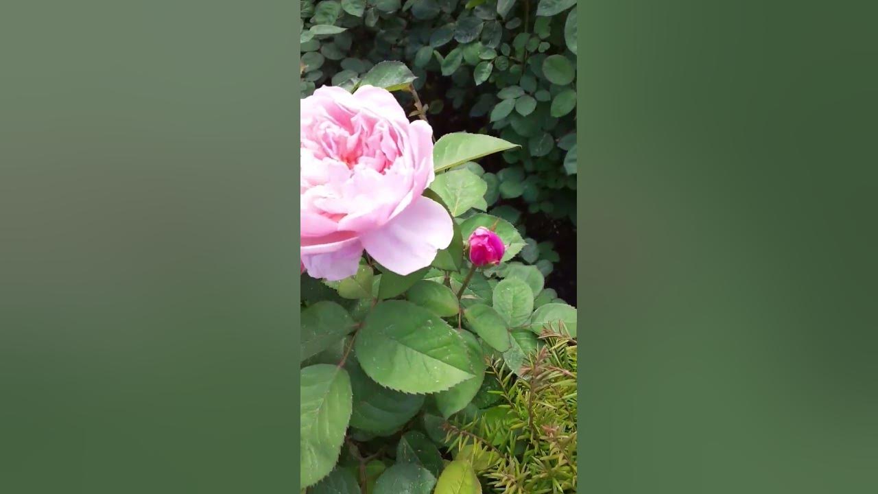 Прекрасные розы- царицы цветов, Польша. Beautif rozeszły flowers ...