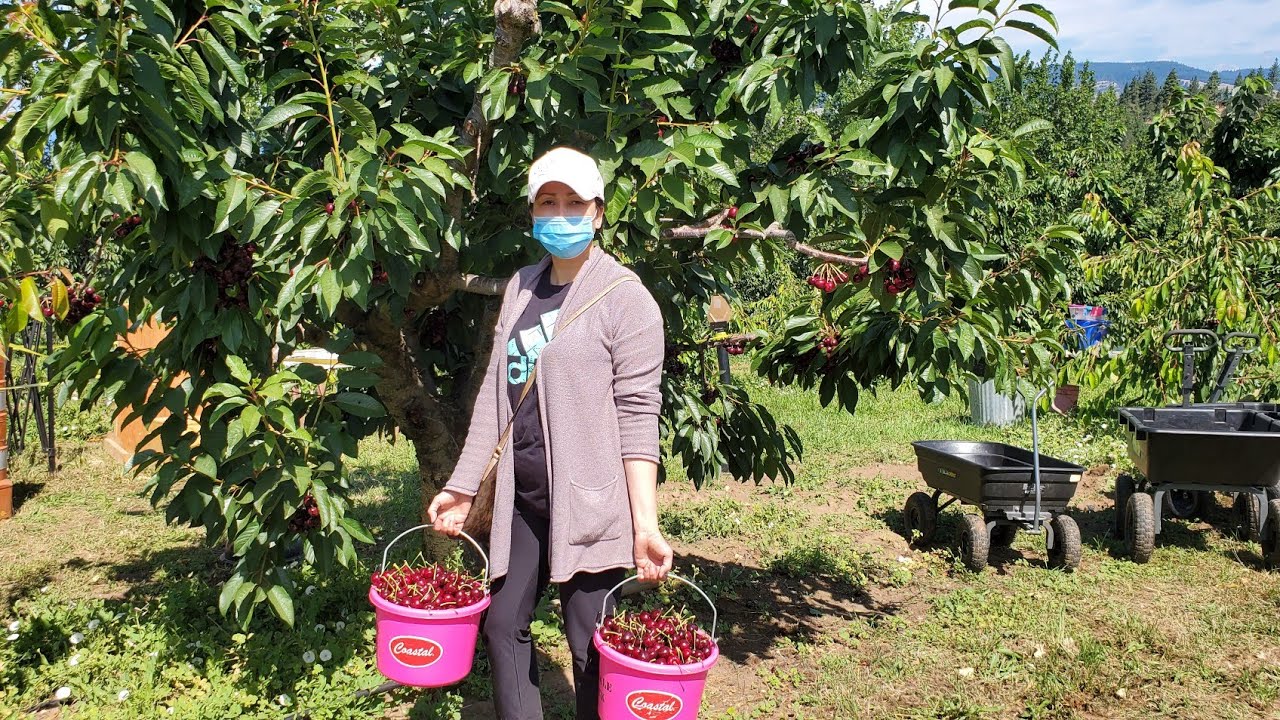 ទៅបេះផ្លែ ឆែរី នៅឯចាំការក្នុងរដ្ឋ អូរីហ្គីន picking cherry 🍒 at Hood