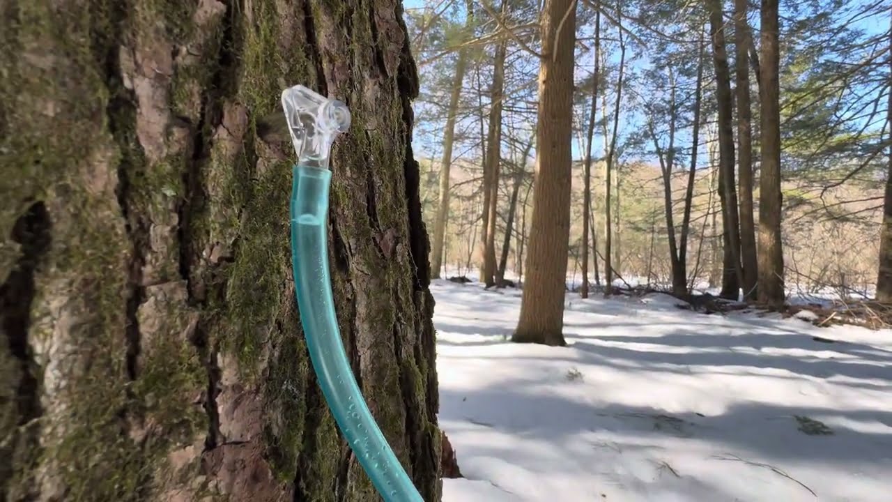 Not all trees are created equally for sap flow.