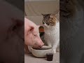cute cat videos for kids 😍 billi billi 😂 meow meow billi 😀 🍼 baby video | billi wala #billi #cute