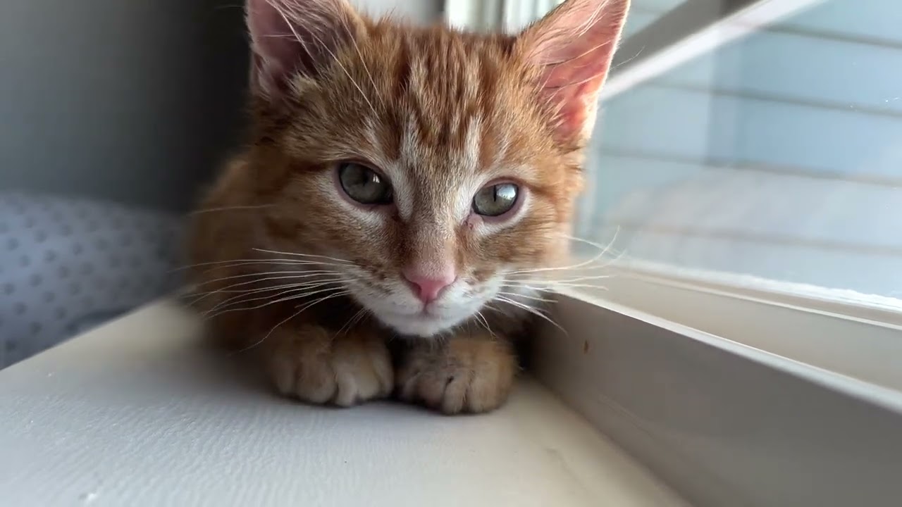 Cat loafing 101, an introduction
