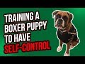 TRAINING A BOXER PUPPY TO HAVE SELF-CONTROL