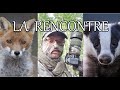 Rencontre En Même Temps D'un Renard et D'un Blaireau