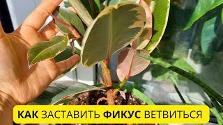 видео: Как заставить ветвиться  Фикус каучуконосный 🪴 Мой опыт картинка: Как заставить ветвиться  Фикус каучуконосный 🪴 Мой опыт