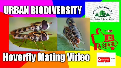 Hoverfly Mating Video | Flowerflies mating season #insect_mating #urbanbiodiversity #save_nature