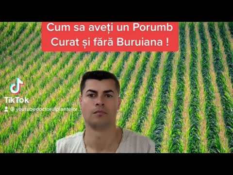 Video: 3 moduri de a scăpa de porumb