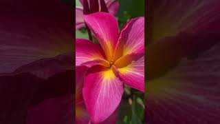 Raspberry Sundae plumeria grown on our farm on big island. Sign up for notifications link in bio