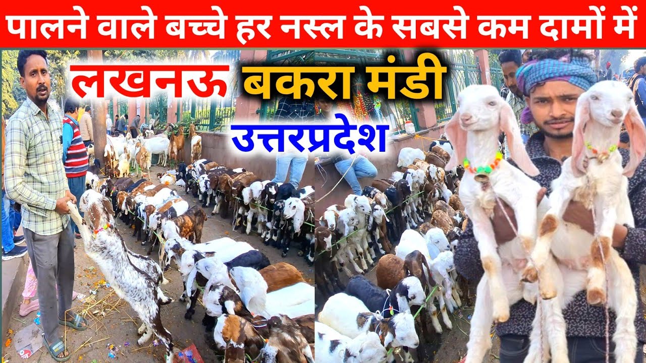 आज मंडी में आये शानदार पालने वाले बच्चे |Lucknow Bakra Mandi |Goat kids |Nimbu Park Bakra mandi 